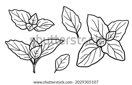 Spearmint vector drawing set. Collection of mint branch, leaves. Fragrant plants. Seasoning similar to peppermint, basil, oregano. Herbal engraved style illustration. Black lines isolated on a white. Royalty-Free Stock Photo #2029305107