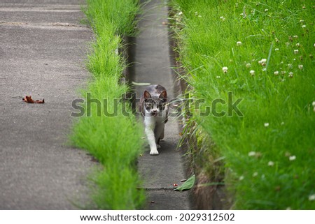 White and gray kid stray cats walking in the gutters of the road Royalty-Free Stock Photo #2029312502