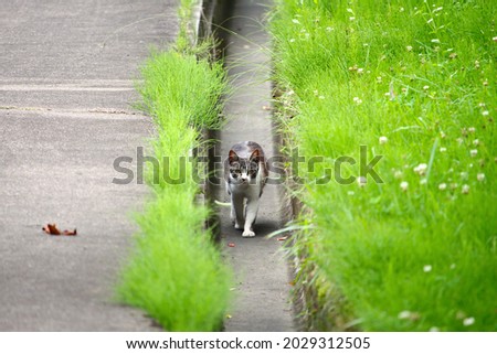 White and gray kid stray cats walking in the gutters of the road Royalty-Free Stock Photo #2029312505