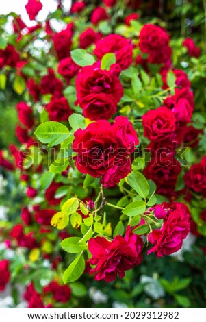 Beautiful red roses in the garden. Valendines day background.