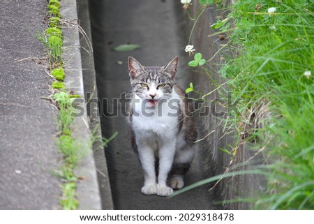 Child cat crowing in a gutter on the road Royalty-Free Stock Photo #2029318478