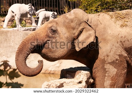 Indian elephant in zoological garden
