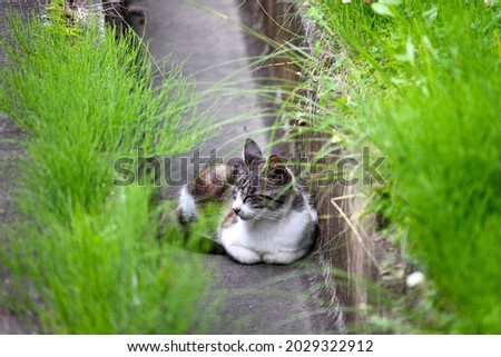 A child's stray cat sleeping prone in a gutter Royalty-Free Stock Photo #2029322912