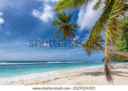 Tropical Sunny beach with palms and tropical sea.  Summer vacation and tropical beach concept.  