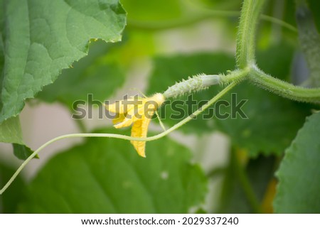 Young cucumber with yellow flower, macro photo, shallow depth of field. Harvesting autumn vegetables. Healthy food concept, vegetarian diet of raw fresh food. Non-GMO organic food.