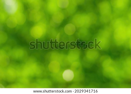 Blurred bokeh background image of bright green foliage in spring or summer. Abstract backdrop for design.