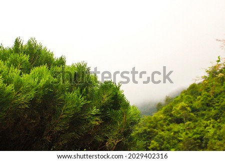 Picture of a bush with focus and background blur