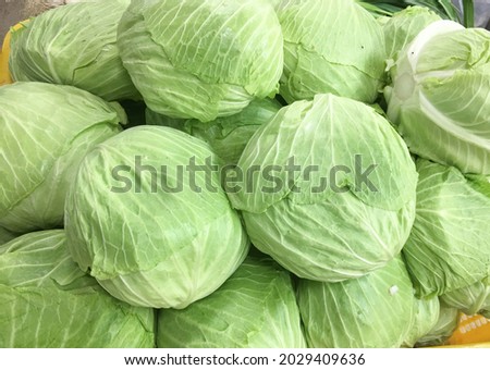 Green fresh cabbage background cabbage from field. cabbage background. cabbage harvest