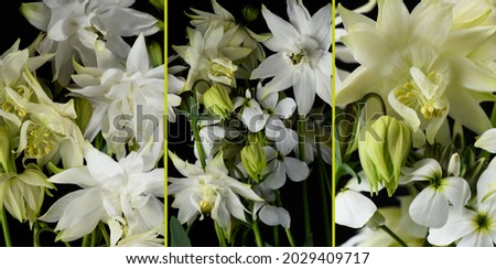 white flowers on a black background, wild and garden flowers, botanical composition, studio shot, three vertical images, tribtych. 