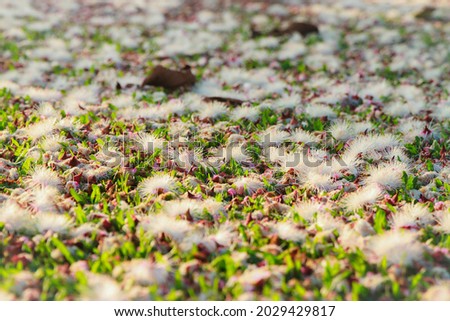 Flower leaves on ground during the summer time