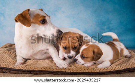 Female Jack russell terrier with puppies on a blanket, horizontal.