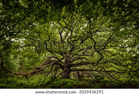 Ancient oak tree in Bayfield Estate, North Norfolk Royalty-Free Stock Photo #2029436291