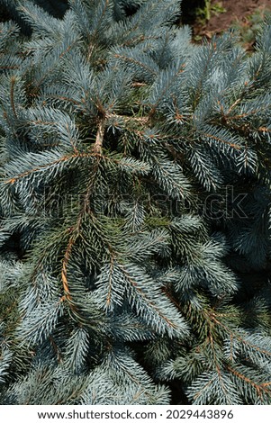 Green needles texture of evergreen trees.