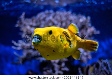 Yellow Arothron meleagris, golden puffer guineafowl puffer fish underwater in Indo-Pacific Royalty-Free Stock Photo #2029446947