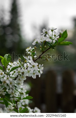 A blooming cherry branch on a blurry background. A branch with white flowers.