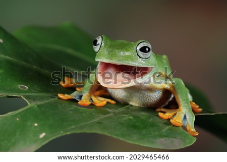 Flying frog closeup face on leaves, Javan tree frog closeup image, rhacophorus reinwartii on green leaves Royalty-Free Stock Photo #2029465466