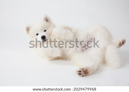 White samoyed isolated on white background Royalty-Free Stock Photo #2029479968