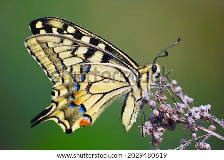 Beautiful swallowtail butterfly on a green background in spring, macro photo