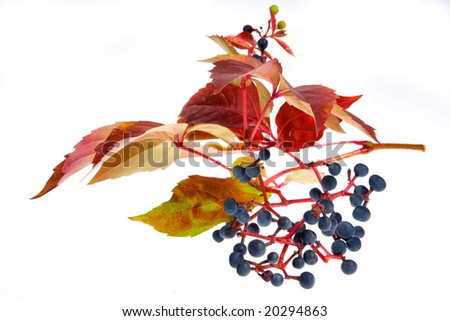 Leafage of wild grape on white background