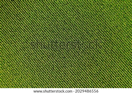 Aerial image of expansive corn field with birds eye view of hundreds of rows of corn planted from a distance. Top drone drone abstract agricultural texture. Royalty-Free Stock Photo #2029486556