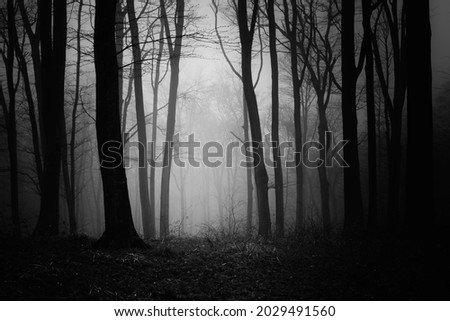 dark forest at night, scary woods Royalty-Free Stock Photo #2029491560