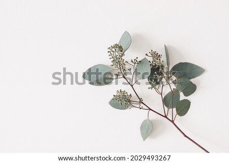 Green Eucalyptus populus leaves and branches isolated on white background. Decorative floral composition. Natural styled stock flat lay image, top view. Empty copy space, no people