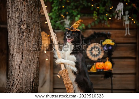 Dog in Halloween costume with pumpkin. Autumn  Hollidays and celebration.