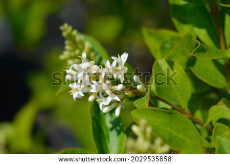 Oval-leaved privet flowers, Latin name - Ligustrum ovalifolium Royalty-Free Stock Photo #2029535858