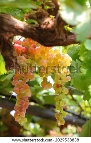 Colourful ripe grape vertical picture with defocused green leaves 