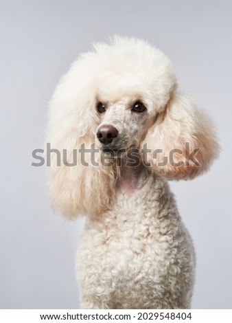 Small white poodle on a white background. Portrait of a pet in the studio