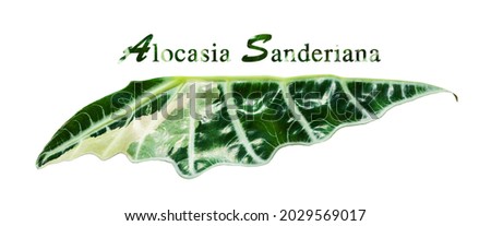 Text leaf of alocasia amazonica sanderiana plant isolated on white. Alocasia sanderiana bull with large green leaves air purifier plant indoor.
