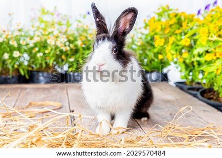 Healthy lovely bunny easter rabbit on green garden with beautiful flowers nature background. Cute fluffy rabbit sniffing with basket of carrots. Symbol of easter day.