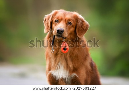 dog holding a clicker in mouth, positive dogs training tool, nova scotia duck tolling retriever dog  Royalty-Free Stock Photo #2029581227