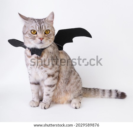 Halloween cat,portrait kitty wear black bat wing isolated on white background