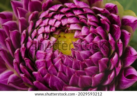 selective focus on dahlia flower head on green background. Vertical floral greeting card