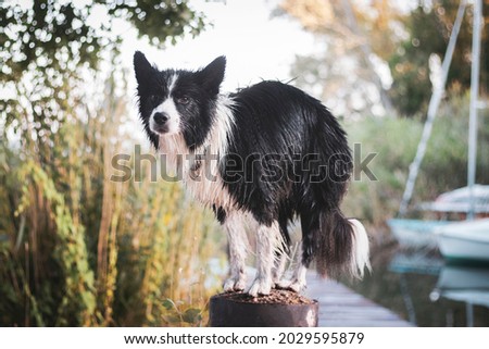 Border collie dog performing a balancing trick on a summer holiday