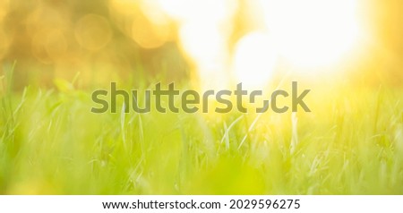 Fresh green grass among trees in spring forest.