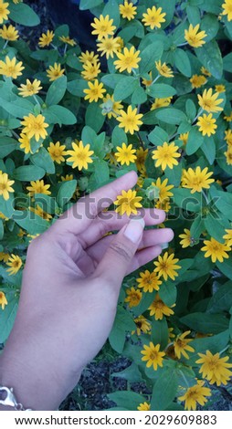 Sunflowers are very small and yellow
