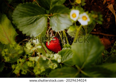strawberry plant with fruit in the center of the picture