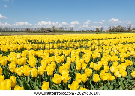Dutch landscape, colorful tulip flowers fields in blossom in Zeeland province, Netherlands in april