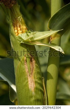 fresh corn growing in the field, corn farm, autumn harvest, green husk. High quality photo Royalty-Free Stock Photo #2029642304
