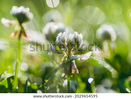 A selective focus shot of white clover flowers in the field on a green background