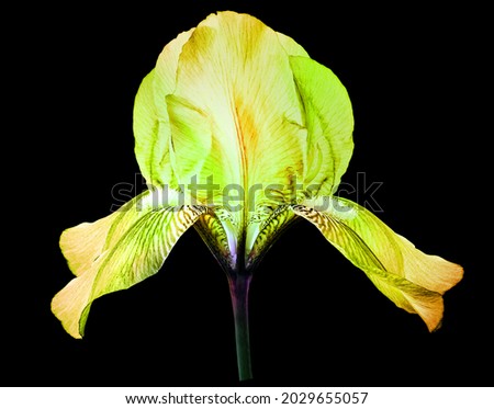 Yellow-green  iris flower.  Flower on the black  isolated background.  For design.  Closeup.  Nature.