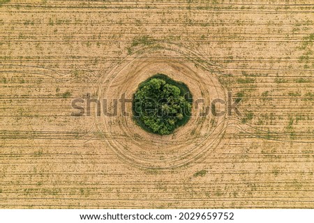 Fly over the field after harvest. An even circle of untouched vegetation in the middle of a cultivated field. Geometry and shapes in nature