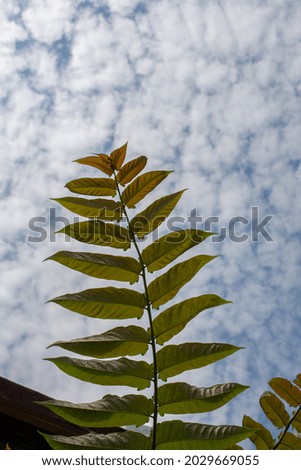 A plant leaf on a sky background