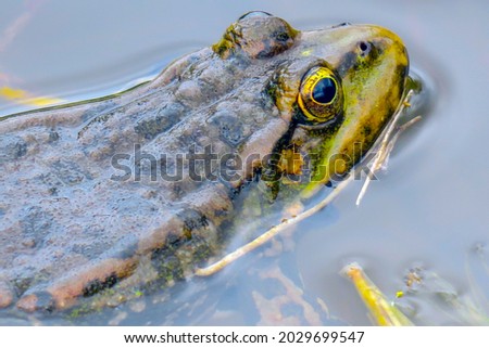 Green frog swims in the water