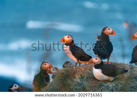 Atlantic puffin also know as common puffin is a species of seabird in the auk family. Iceland, Norway, Faroe Islands, Newfoundland and Labrador in Canada are known to be large colony of this puffin. Royalty-Free Stock Photo #2029716365