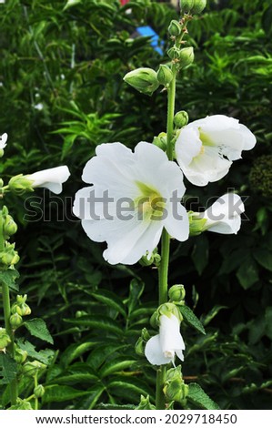 Large white flowers of the plant. Background, texture. Flowers on blurry not green bushes. Bokeh.