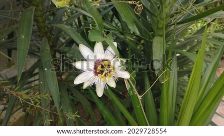 Passion flower (passiflora caerulea) a blue white summer flower plant a deciduous semi evergreen perennial climbing vine with an orange fruit picture
