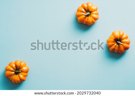 Flat lay orange pumpkins on bright blue background. Minimal style. Halloween or Thanksgiving day concept.